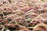 Bristle grass Herb