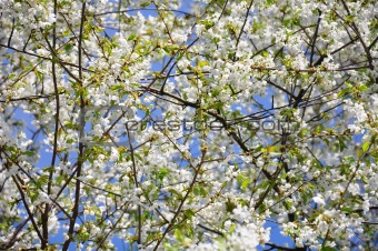 Cherry flowers (Prunus avium)