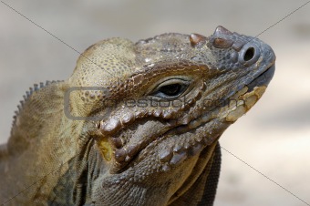 Komodo reptile is looking