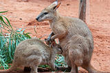 Mother and Baby Kangaroos