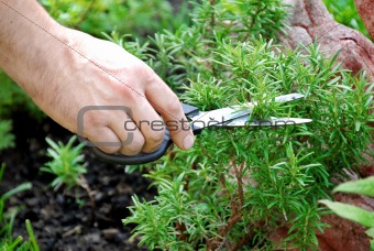 Rosemary seasoning garden