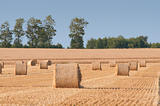 Straw rolls on farmer field in the summer