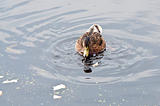 duck swimming in water