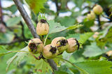 hawthorn fruit on green branch