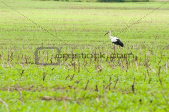 stork walking on green meadow