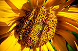 sunflower closeup