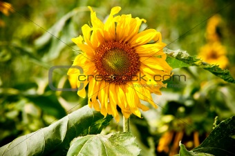 sunflower on wild field closeup