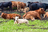 calf and cows on dairy farm