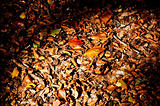 fallen leaves from trees in autumn