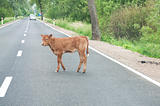calf on the road