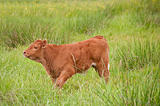 calf on the pasture