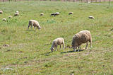 sheep on the pasture