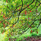 Green-red tree foliage in spring park