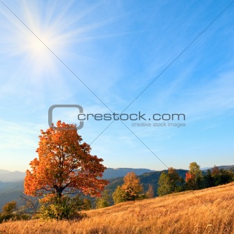 Lonely autumn tree on evening Carpathian mountainside.