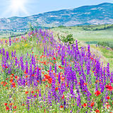 Beautiful summer mountain landscape with flowers .