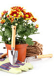 garden plants with flowers roses and equipments