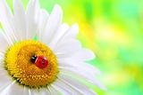 Ladybird on daisy closeup.