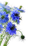 Beautiful blue flowers on a white background.