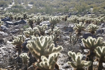 Cholla Cactus In Desert