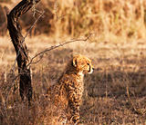 Young Cheetah Cub