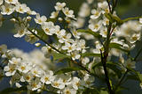 Wild cherry (Prunus avium)
