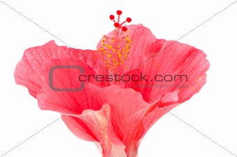 Pink hibiscus blossom detail