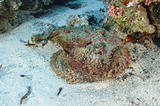 Stonefish lying on the seabed