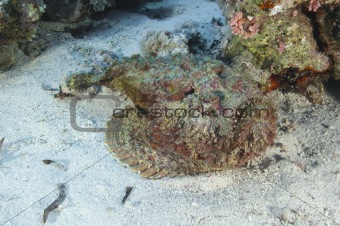 Stonefish lying on the seabed
