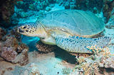 Large green sea turtle on the seabed