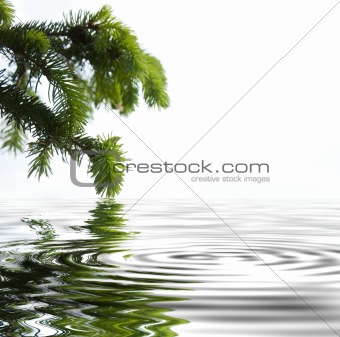 Pine branches reflecting in the water