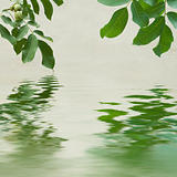Green leaves and chestnuts  reflecting in the water