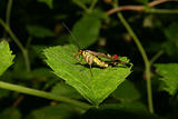 Common scorpionfly (Panorpa communis)