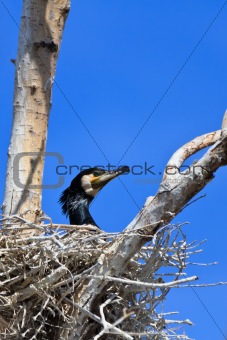 cormorant (phalacrocorax carbo ) on nest 
