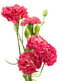 pink carnation array over white