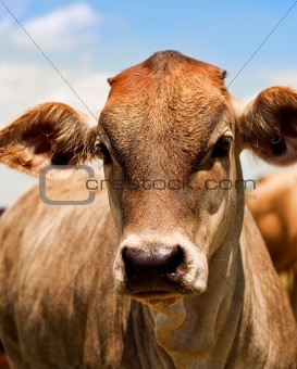 Australian beef cattle young yearling cow