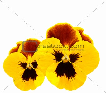 yellow pansies winter pansy flower