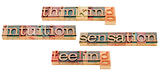 thinking, feeling, intuition and sensation 