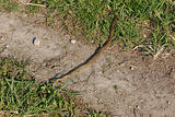 Smooth snake (Coronella austriaca)