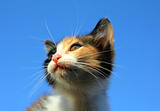kitten portrait under blue sky