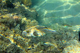 Whitespotted puffer fish