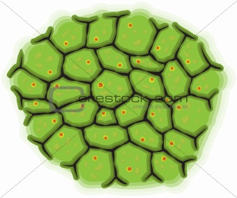Schematic representation of living cells - vector