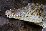 Crocodile teeth and detail of the eye, Semi hidden