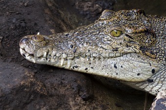 Crocodile teeth and detail of the eye, Semi hidden