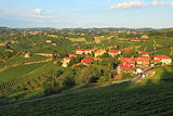 View on vineyards in northern Italy.