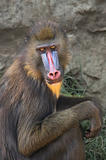 Mandrill in the Zoo.