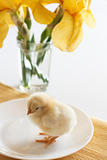 Little yellow chick on a white plate and iris flowers