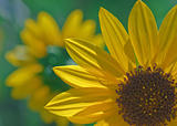 A sunflower macro with a smaller flower at backround