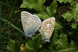 Gossamer-winged butterflies (Lycaenidae)