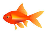 goldfish illustration