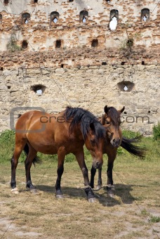 Horses in old castle